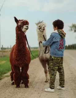 Denim Snake Sherpa Jacket -Fashion Store denim denim snake sherpa jacket lola the boys 28236925960294